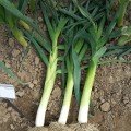 Голет насіння цибулі порей (Moravoseed)