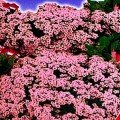 Гірська казка рожевий насіння аліссума (GL Seeds)
