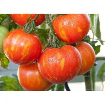 Яблоневый спас семена детерминантного томата (GL Seeds)