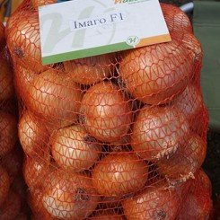 Имаго F1 семена лука репчатого озимого (Hazera)