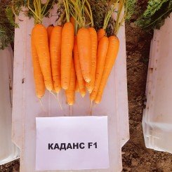 Каданс F1 (1,8-2,0) семян моркови Нантес поздней 135 дн. 18-23 см (Nunhems)
