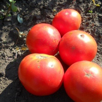 Кам'яна квітка насіння помідора детермінантного (GL Seeds)