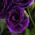 Кан Кан F1 (Can Can F1) purple насіння еустоми на зріз махр. (Pan American)