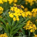Канаркові жовті (Canaries yellow) насіння ерізімума (Syngenta)