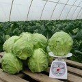 Канто F1 насіння капусти білокачанної (Kitano Seeds)