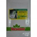 Капітол F1 насіння капусти пекінської (Moravoseed)