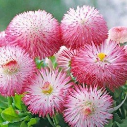 Хабанера розовая (pink) семена маргаритки (Benary)