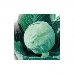 Харьковская зимняя семена капусты белокочанной (Hortus)