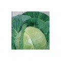 Харьковская зимняя семена капусты белокочанной (Hortus)