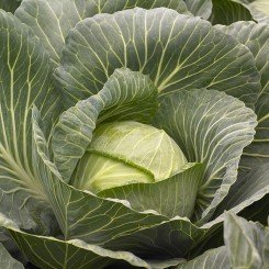 Киласис F1 семена капусты б/н средней 75-80 дн. 1,5-3 кг окр. (Syngenta)