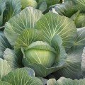 Кіласис F1 насіння капусти б/г середньої 75-80 дн. 1,5-3 кг окр. (Syngenta)