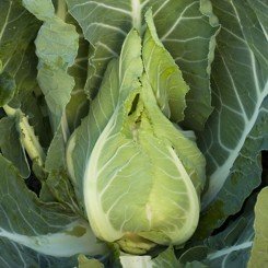 Клафорса F1 семена капусты цветной (Syngenta)