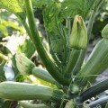 Корделия F1 семена кабачка раннего 40-42 дн. светло-зеленого (Syngenta)