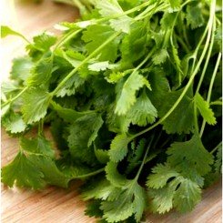Преземоло Чинзе насіння коріандру (Кінзи) (SAIS)
