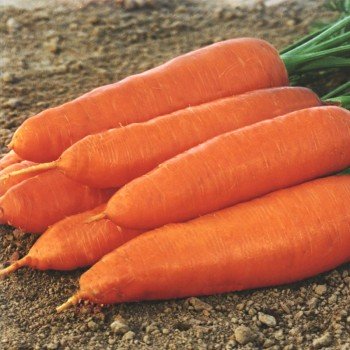 Корина семян моркови (Moravoseed)