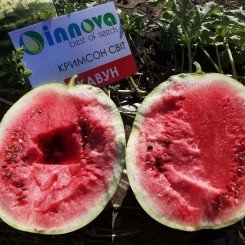 Кримсон Свит семена арбуза среднего 80-85 дн. 8-12 кг окр. (Innova Seeds) Кримсон Свит семена арбуза среднего 80-85 дн. 8-12 кг окр. (Innova Seeds)