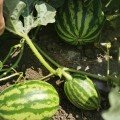 Кримсон Свит семена арбуза среднего 80-85 дн. 8-12 кг окр. (Innova Seeds)