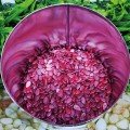 Кримсон Свит семена арбуза среднего 80-85 дн. 8-12 кг окр. (Innova Seeds)