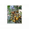 Креспіна плюм F1 насіння помідора індетермінантного коктельного (Esasem)