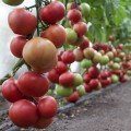 КС 1157 F1 (KS 1157 F1) семена томата раннего (Kitano Seeds)