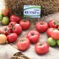 КС 1157 F1 (KS 1157 F1) насіння томату раннього (Kitano Seeds)