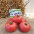 КС 1157 F1 (KS 1157 F1) насіння томату раннього (Kitano Seeds)