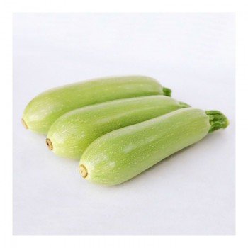 КС 1241 F1 насіння кабачка (Kitano Seeds)
