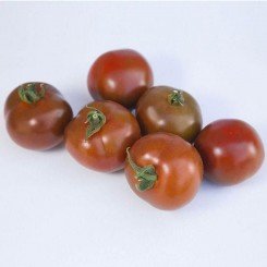 КС 125 F1 (KS 125 F1) насіння помідора індетермінантного (Kitano Seeds)