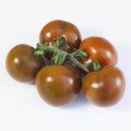 КС 125 F1 (KS 125 F1) семена помидора индетерминантного (Kitano Seeds)