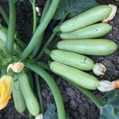 Йоки F1 (КС 2446 F1) семена кабачка (Kitano Seeds)