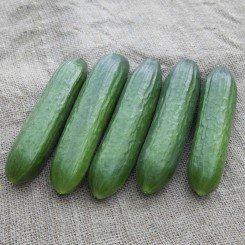 КС 260 F1 семена огурца партенокарпического (Kitano Seeds)