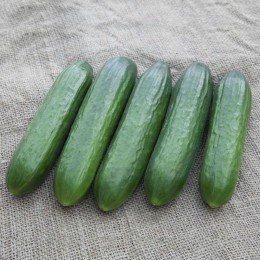 КС 260 F1 насіння огірка партенокарпічного (Kitano Seeds)
