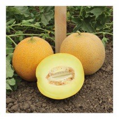 Ванда F1 (КС 517 F1) насіння дині (Kitano Seeds)