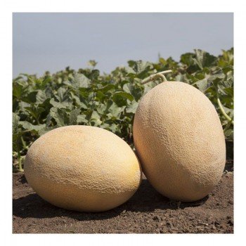 КС 6191 F1 семена дыни (Kitano Seeds)