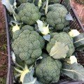 Ларсон (Larsson RZ) F1 (калібр.) насіння капусти броколі (Rijk Zwaan)
