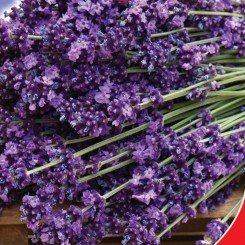 Лаванда узколистная (GL Seeds).
