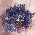 Лобелія ампельна суміш насіння (Moravoseed)