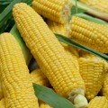 Лумінокс F1 насіння кукурудзи суперсолодкої Sh2 (Semo)
