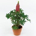 Люпіні червоний насіння люпину (Benary)