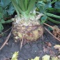 Максим насіння селери кореневої (Semo)