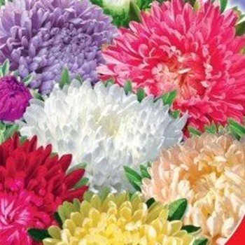 Маленька королева карликова суміш (Mix) насіння айстри (GL Seeds)