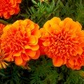 Малюк помаранчеві (Orange) насіння чорнобривців (Hem Zaden)