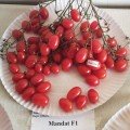 Мандат F1 семян помидора черри детерминантного (Moravoseed)