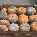 Маноск F1 Organic насіння мускатного гарбуза тип Мускат де Прованс середньораннього 115-120 дн. 5-6кг (Enza Zaden/Vitalis)