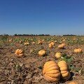 Маноск F1 Organic насіння мускатного гарбуза тип Мускат де Прованс середньораннього 115-120 дн. 5-6кг (Enza Zaden/Vitalis)