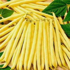 Масляный король семян фасоли спаржевой (GL Seeds)