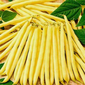 Олійний король насіння квасолі спаржевої (GL Seeds)