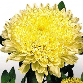 Матадор желтый (Yellow) семена астры на срез (Benary)