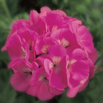 Маверик F1 розовый (Maverick F1 pink) семена пеларгонии (Syngenta)