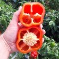 Менчул F1 насіння перцю солодкого (LibraSeeds)